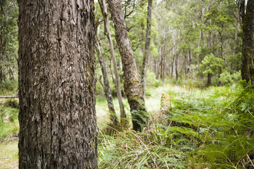 Rough bark on tree trunks with Australian bushland behind