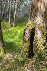Obraz premium Rough bark on tree trunks with Australian bushland behind