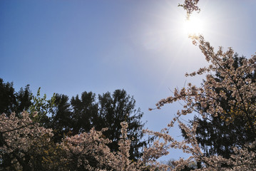 桜　逆光　素材