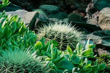C&aacute;ctus con espinas blancas