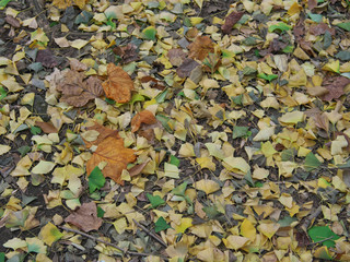 秋模様･落ち葉のじゅうたん
