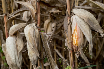 ear of field corn
