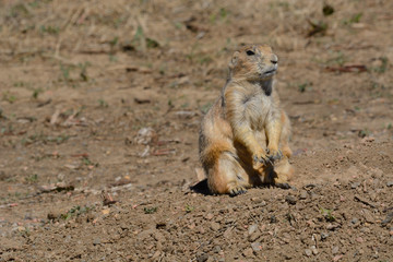 Alert Black-tailed prairie dog or Cynomys ludovicianus sitting up on hind legs in dirt field