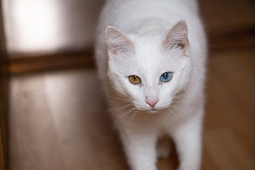 White cat portrait with mismatched eyes - one dark brown and another one blue.