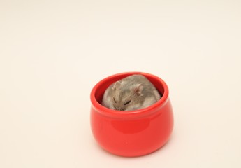 寝ているハムスター