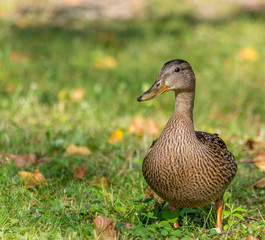 Juvenile Mallard Duck in Lamarche, Lac St-Jean, Quebec, Canada