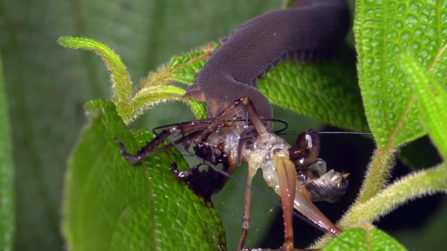 Peripatus or Velvet Worm feeding on a cricket in the rainforest, Ecuador. Peripatus immobilise their prey with glue squirted from papillae either side of the mouth. 