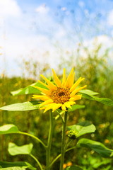 sunflower against a blue and busy background