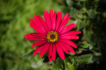 Flor roja