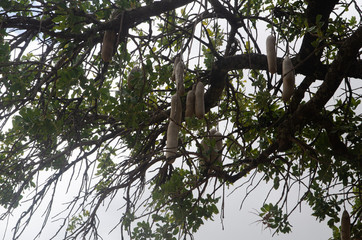 Sausage tree in Masai Mara, Kenya.