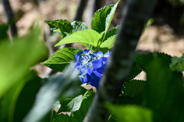 Blue Hydrangea macrophylla flower.  It is often seen in June in Japan. I get a bright impression.