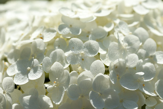 It is a white hydrangea (Anabel). The white flowers give a very clean feeling and create a neat atmosphere. I get a bright impression from the feeling of the summer sunshine.