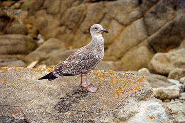 Goéland au plumage juvénile .