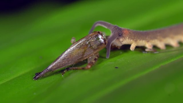 Peripatus or Velvet Worm feeding on a cricket in the rainforest, Ecuador. Peripatus are very rare and are often considered as a "missing link" between annelids and arthropods.