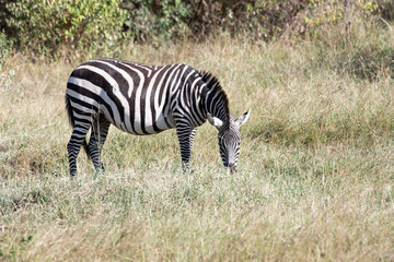 Fototapeta na wymiar Zebra in Masai Mara, Kenya.