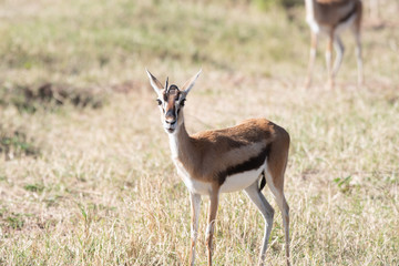 Young thomson's gazelle in Masai Mara, Kenya.