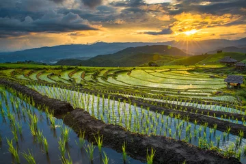 Fotobehang transplant rice terrace seedlings field in Ban Pa Bong Piang, Chiagmai, the north of thailand, © happystock