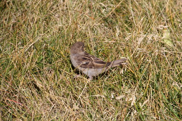 Sparrow In The Grass, Banff National Park, Alberta