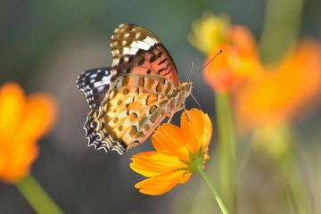 Macro details of butterfly on summer cosmos flower