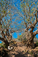 plumeria branch on pathway on clear blue sky day