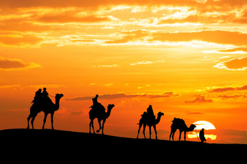 caravan Walking with camel through Thar Desert in India, Show silhouette and dramatic sky - obrazy, fototapety, plakaty