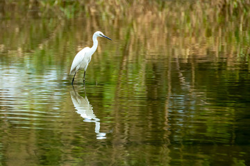 Naklejka premium White Bird with Reflection
