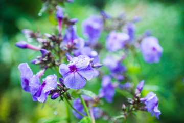 Phlox in the garden. Shallow depth of field.