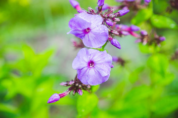 Phlox in the garden. Shallow depth of field.