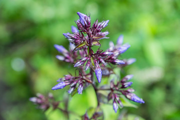 Phlox in the garden. Shallow depth of field.