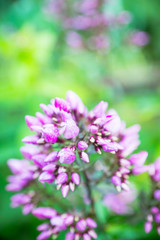 Phlox in the garden. Shallow depth of field.