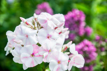Phlox in the garden. Shallow depth of field.