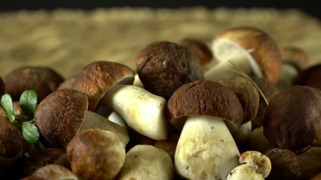 Forest mushrooms. Cepes. Natural product. Delicacy Rotation. Slow-motion shot.