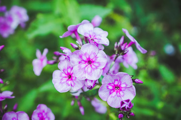 Obraz premium Floks w ogrodzie. Niewielka głębokość pola.