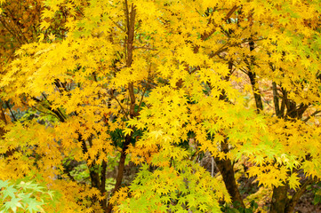 岡山県備前市 閑谷学校の紅葉