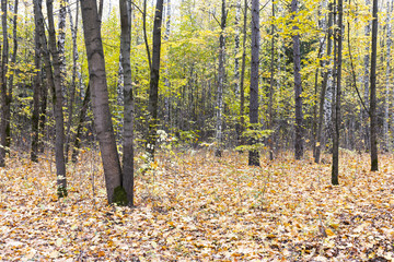 forest in autumn. ground covered with dry fallen leaves and trees with golden foliage