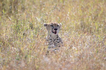 Cheetah in Masai Mara, Kenya.