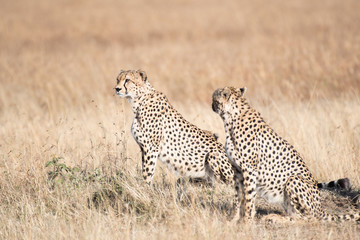 Cheetah in Masai Mara, Kenya. © 雅文 大石
