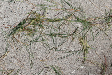 pine needles on concrete