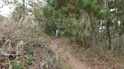 Point Lobos State Natural Reserve, Carmel California USA