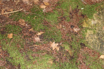 mossy leaves