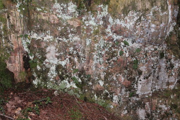 Fototapeta premium fungus rock