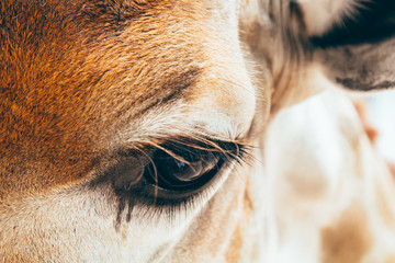 eye of a giraffe close-up