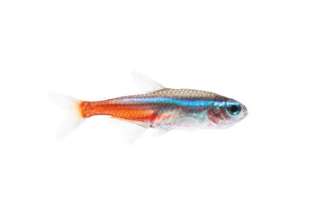 Neon Tetra Paracheirodon innesi freshwater tropical fish isolated