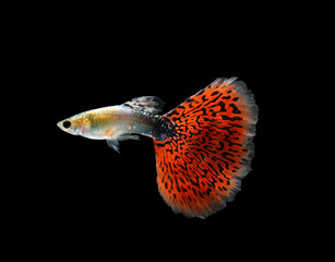 Guppy fish isolated on black background (Poecilia reticulata)