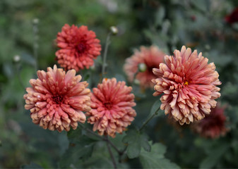 Beautiful red with brown chrysanthemum flowers, autumn garden