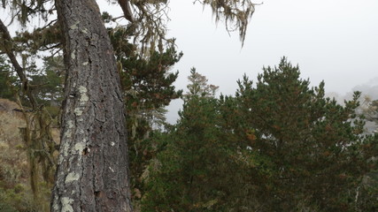 Point Lobos State Natural Reserve, Carmel California USA