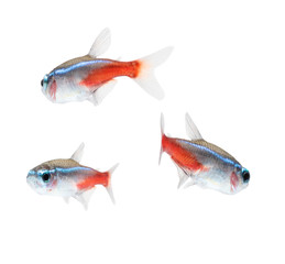 Neon Tetra Paracheirodon innesi freshwater tropical fish isolated