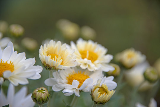 FLOWERS - camomiles on a green background