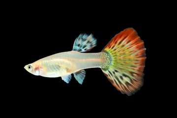 Fototapeta premium Guppy fish isolated on black background (Poecilia reticulata)