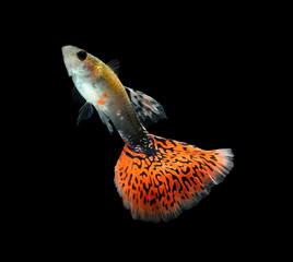 Guppy fish isolated on black background (Poecilia reticulata)